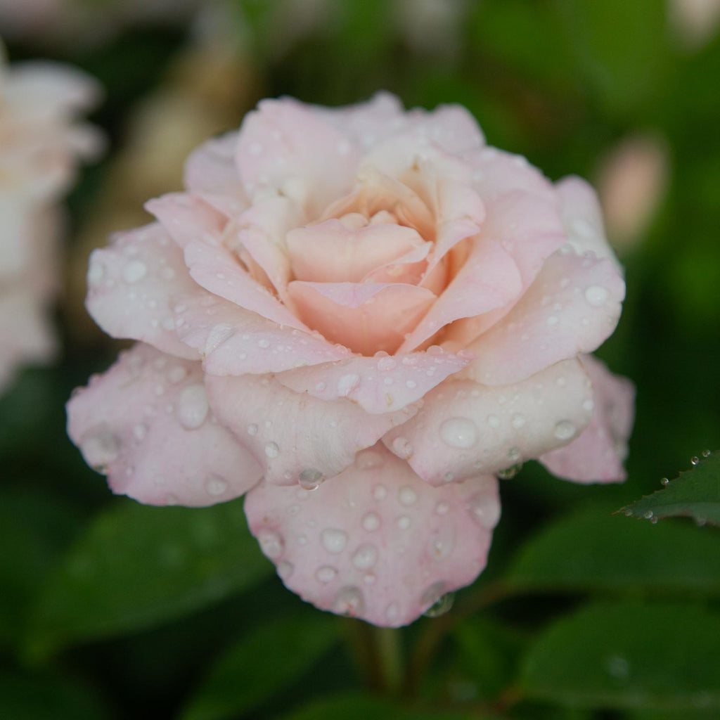 Belinda's Blush