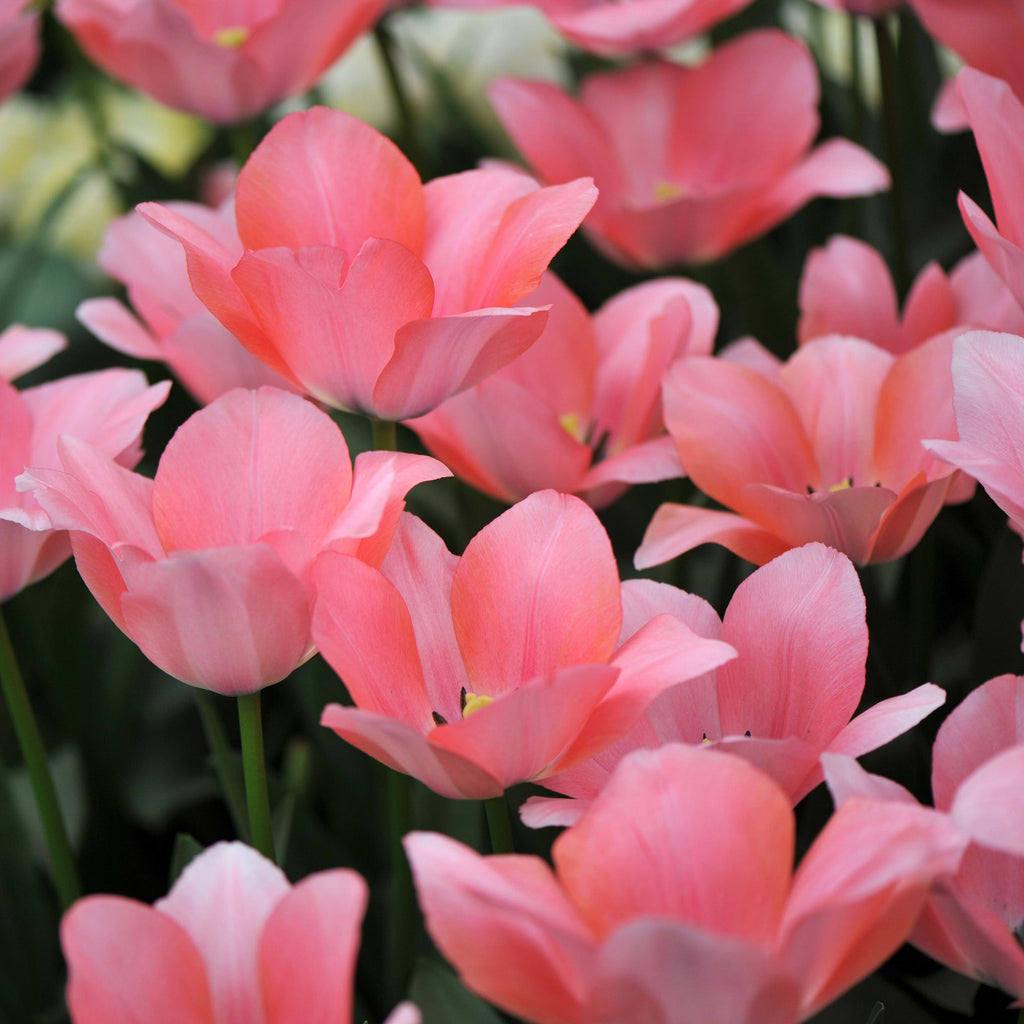 Bella Blush