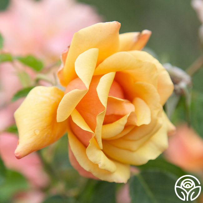 Belle Epoque Rose - Hybrid Tea - Very Fragrant – Heirloom Roses Belle Epoque Rose - Hybrid Tea - Very Fragrant – Heirloom Roses