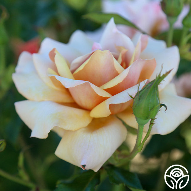 Belle Epoque Rose - Hybrid Tea - Very Fragrant – Heirloom Roses Belle Epoque Rose - Hybrid Tea - Very Fragrant – Heirloom Roses