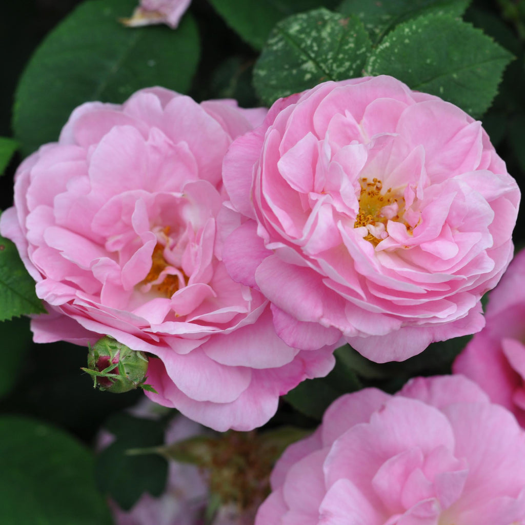 Belle Amour