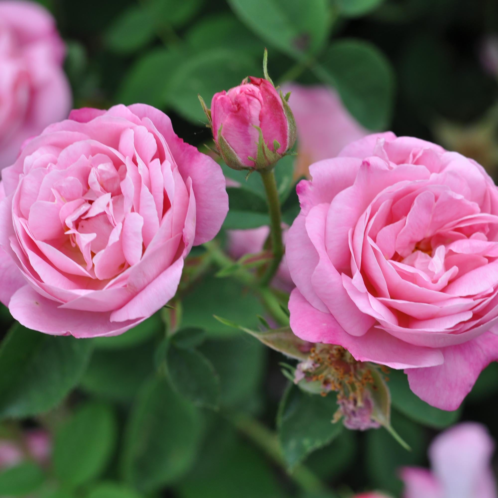 Belle Amour