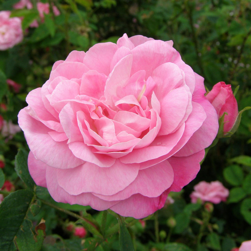 Belle Amour