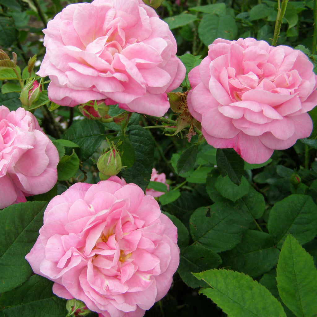 Belle Amour