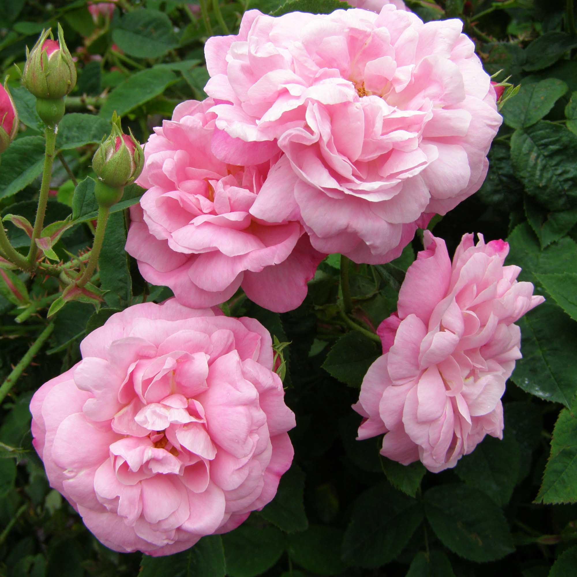 Belle Amour