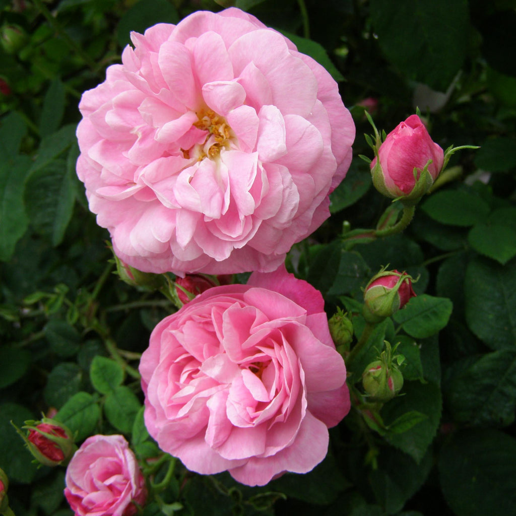 Belle Amour