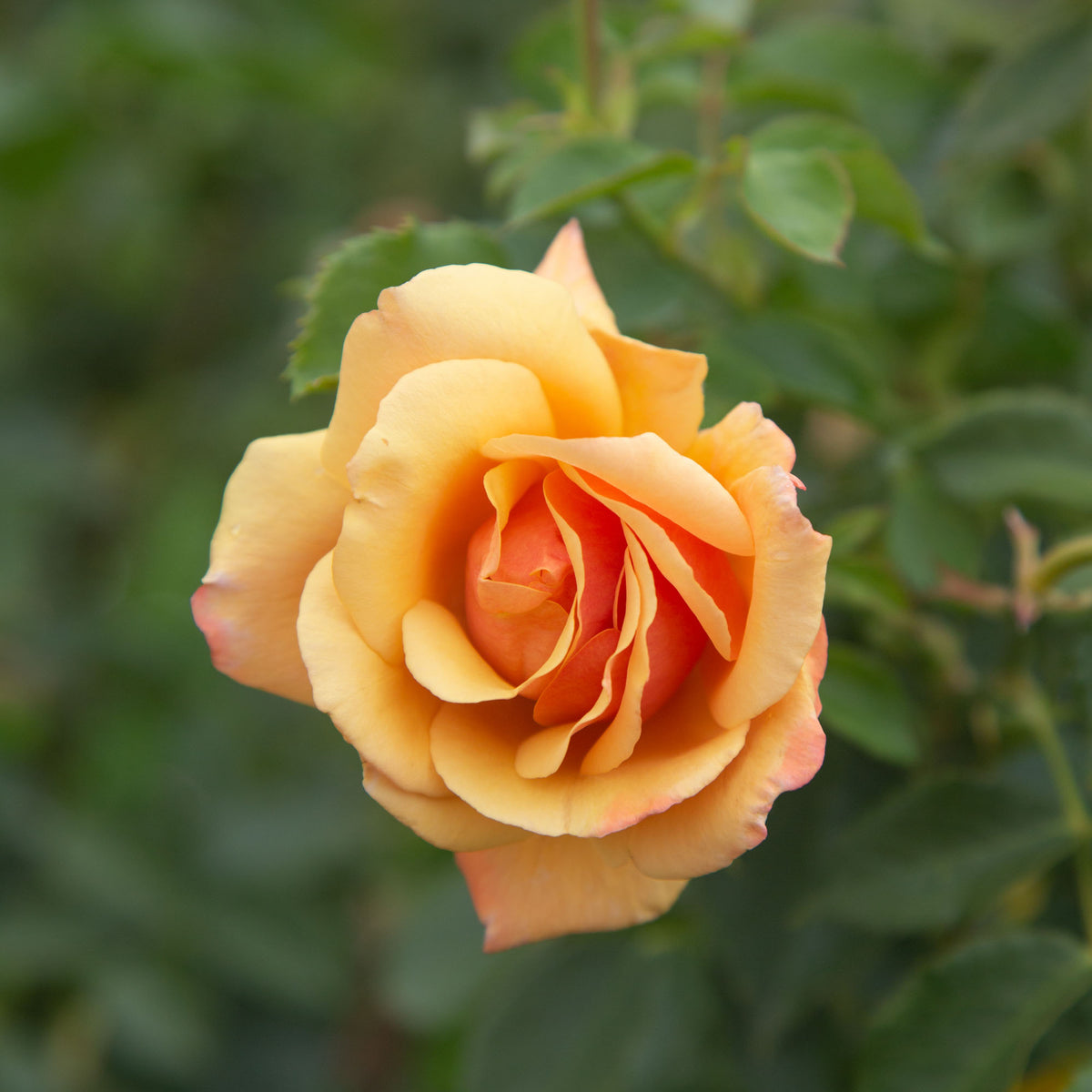 Belle Époque