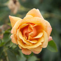 Belle Époque