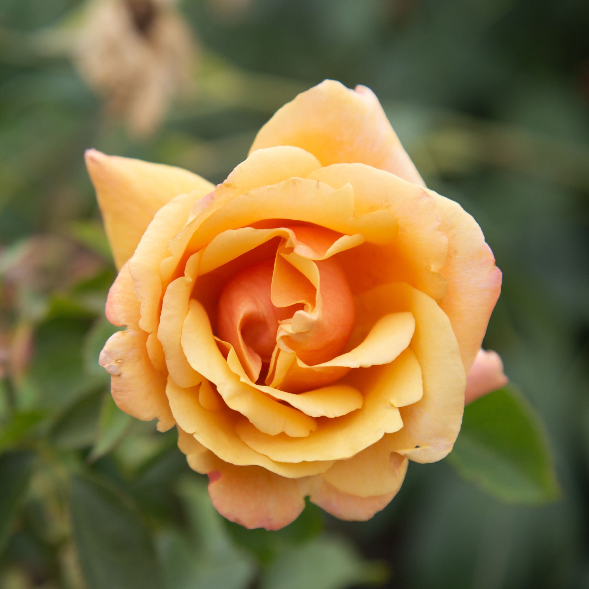 Belle Époque