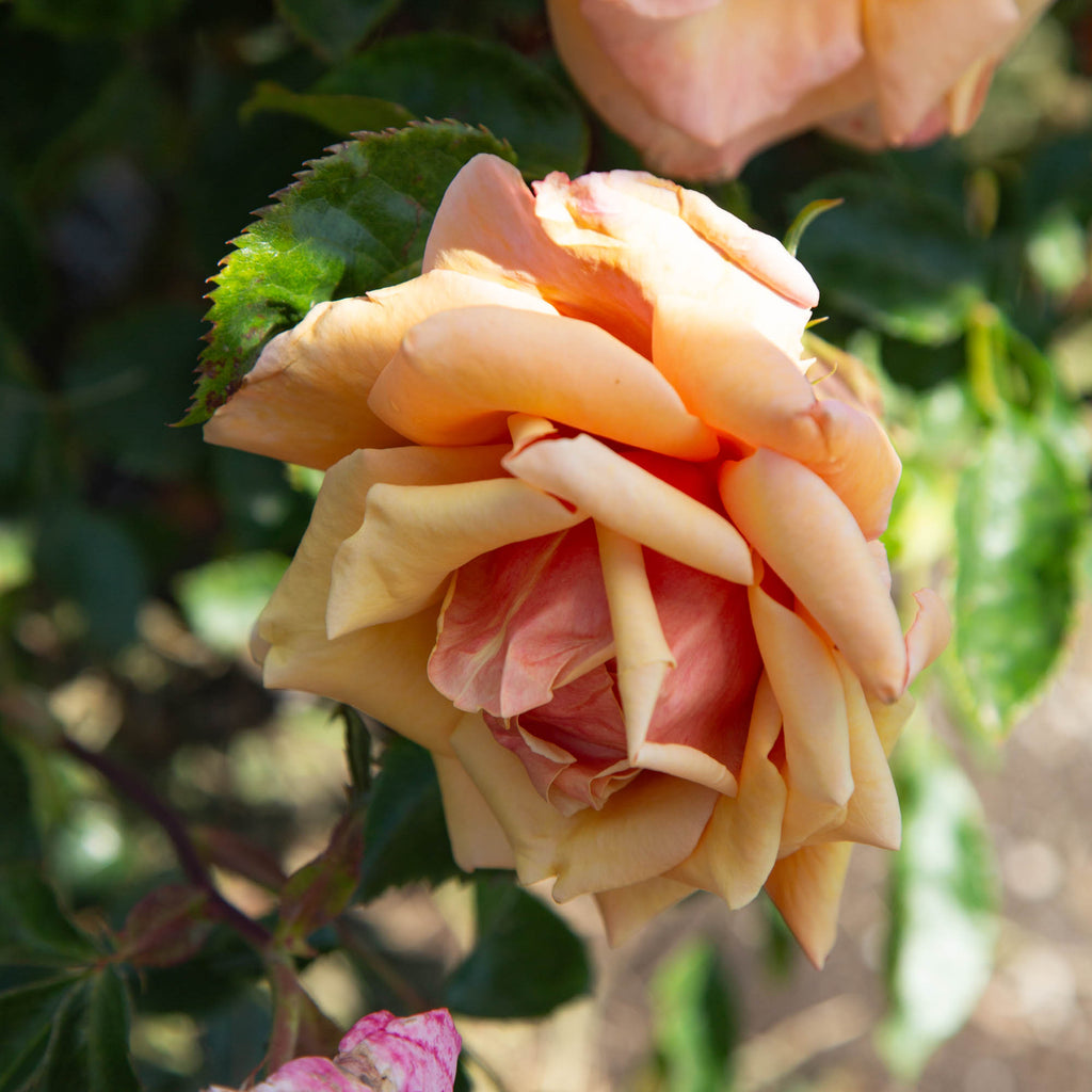 Belle Époque
