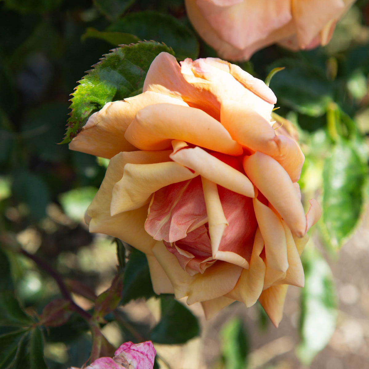 Belle Époque