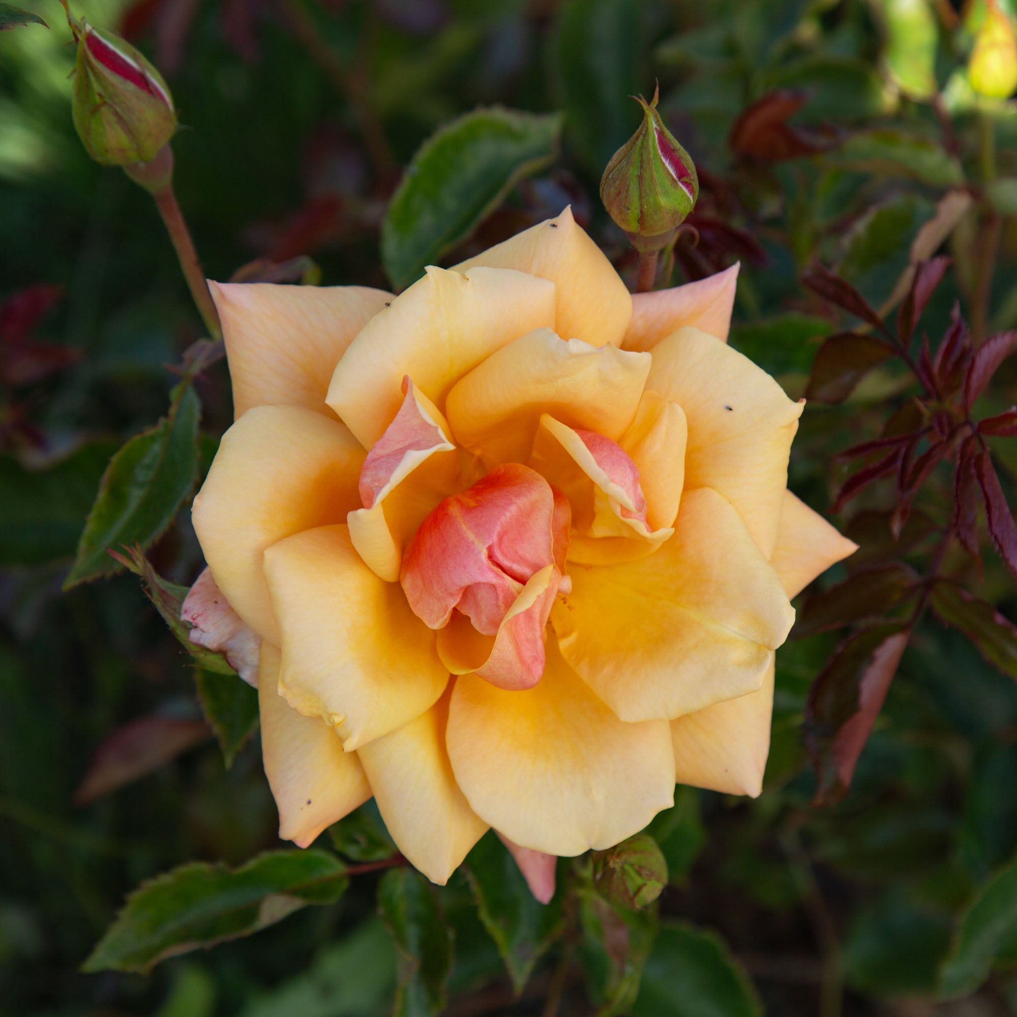 Belle Époque
