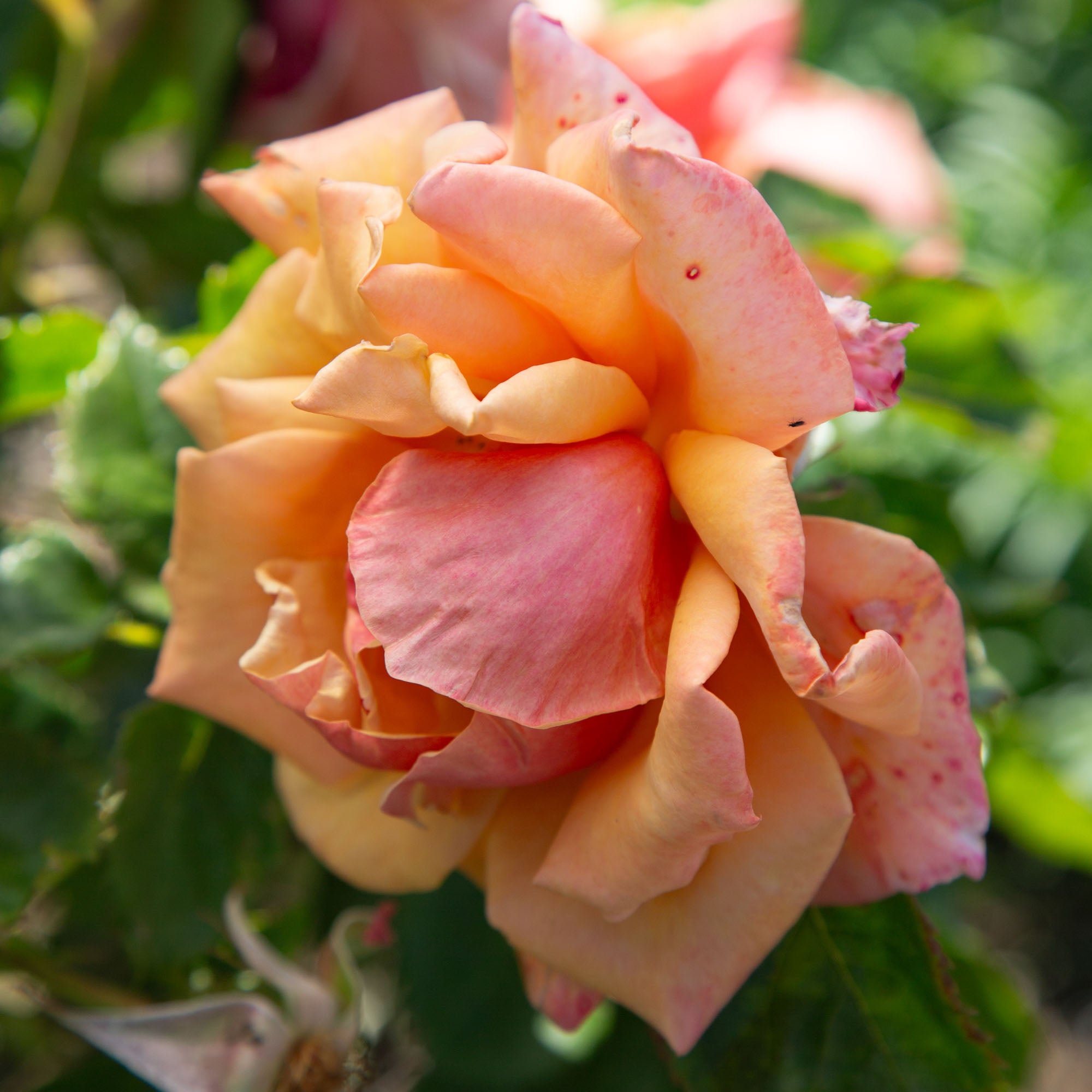 Belle Époque