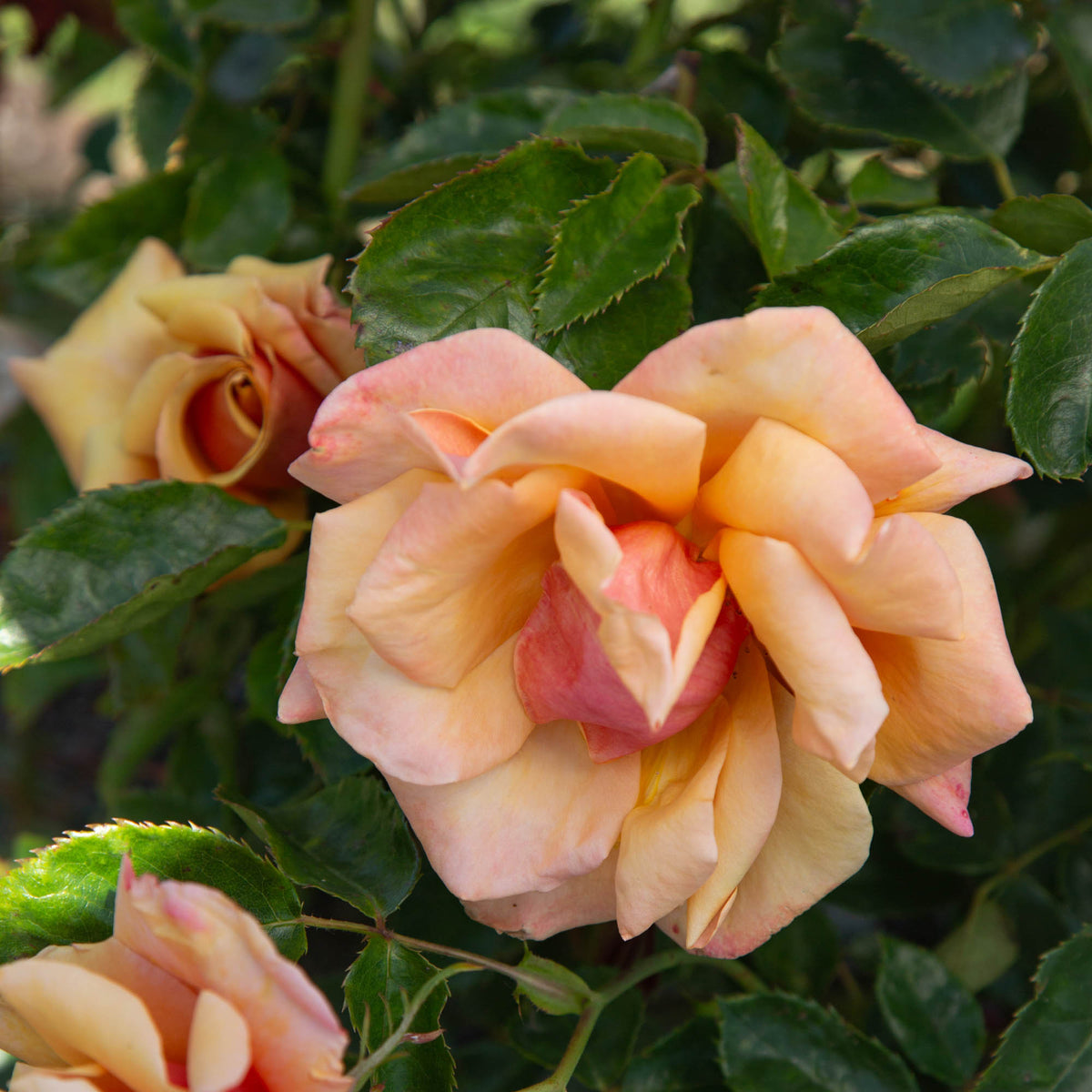 Belle Époque