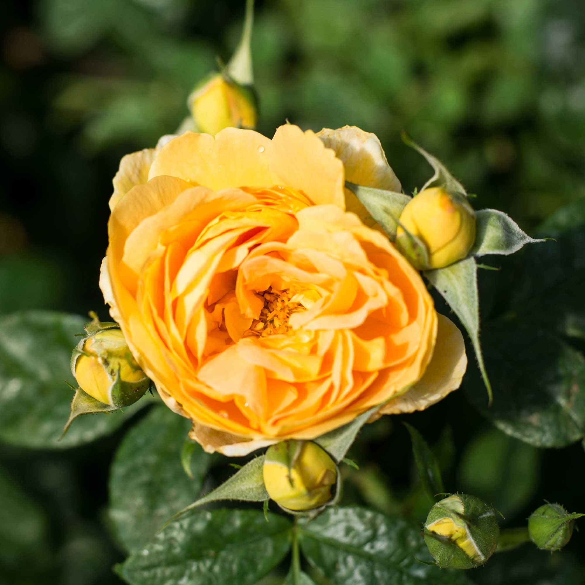 Bernstein-Rose Floribunda Rose | Orange Rose Bush – Heirloom