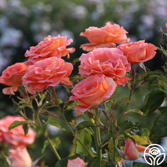 Betty Harkness Floribunda Rose | Fragrant Rose Bush – Heirloom Roses