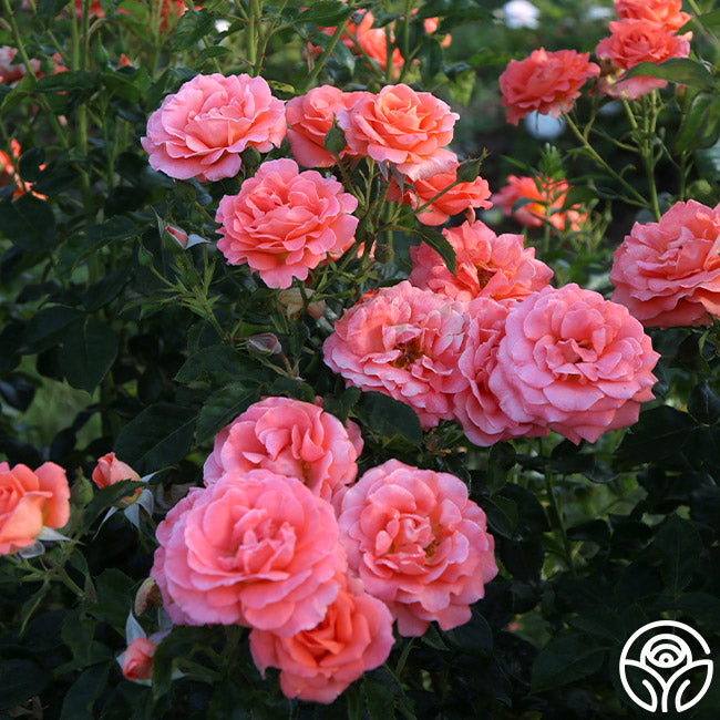 Betty Harkness Floribunda Rose | Fragrant Rose Bush – Heirloom Roses