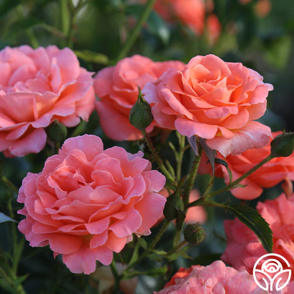 Betty Harkness Floribunda Rose | Fragrant Rose Bush – Heirloom Roses