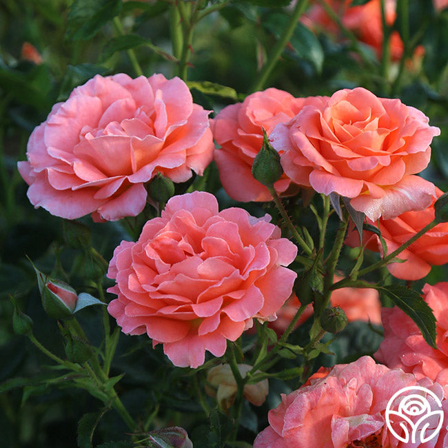 Betty Harkness Floribunda Rose | Fragrant Rose Bush – Heirloom Roses