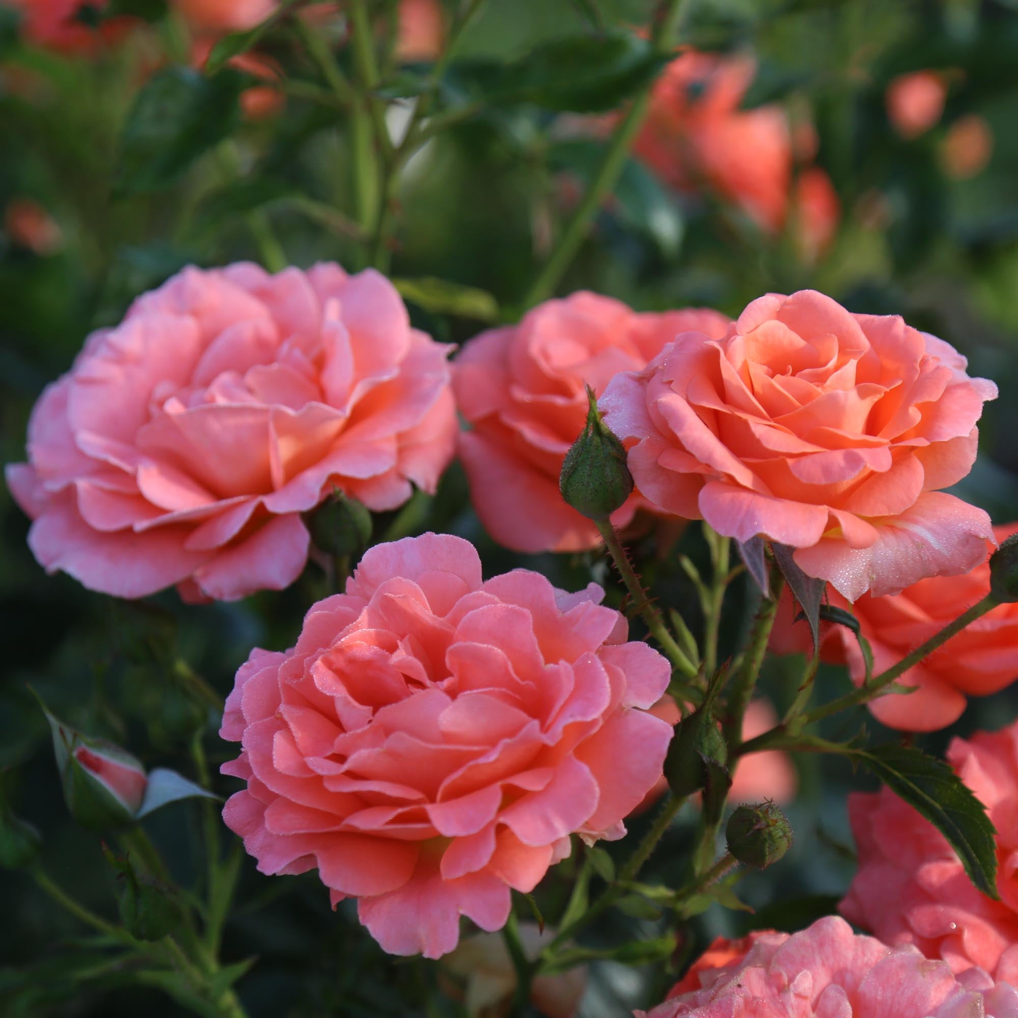 Betty Harkness Floribunda Rose | Fragrant Rose Bush – Heirloom