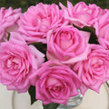 Eleganza® Beverly
