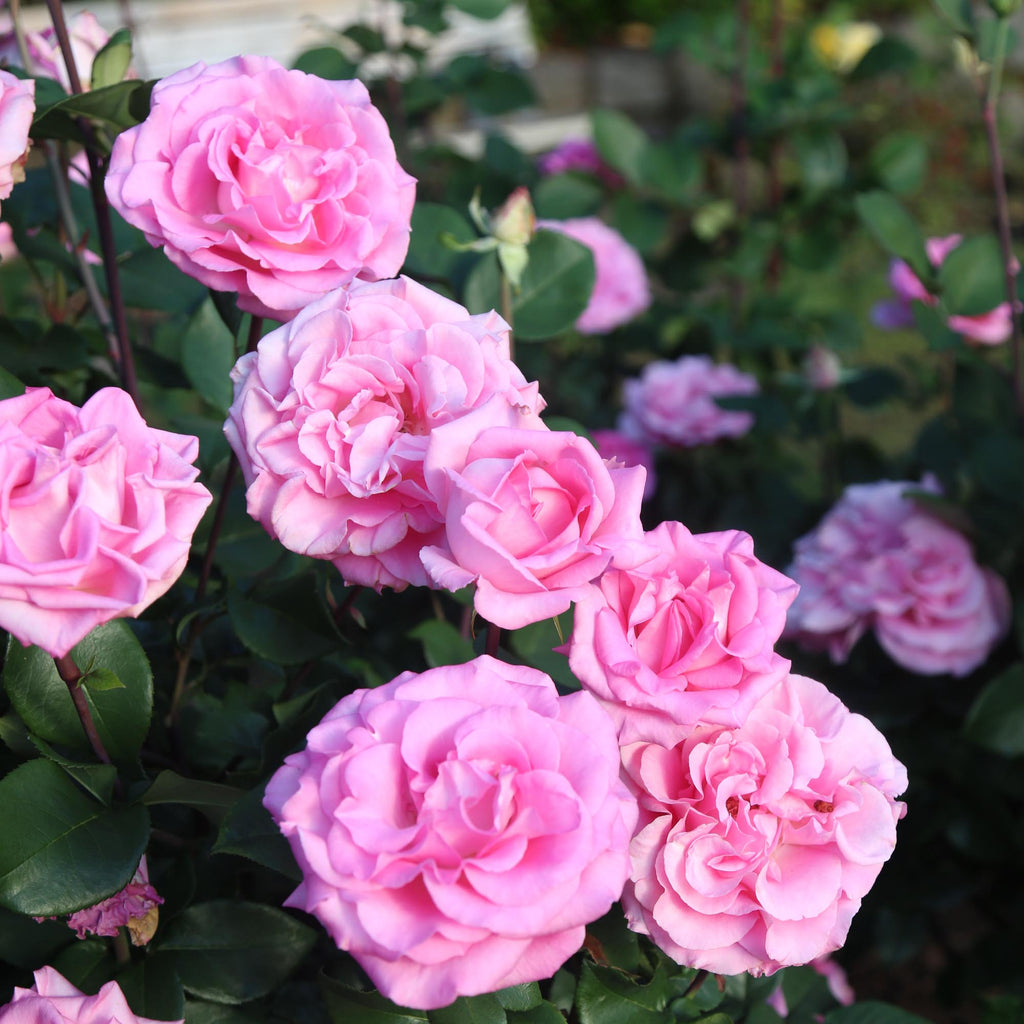 Eleganza® Beverly