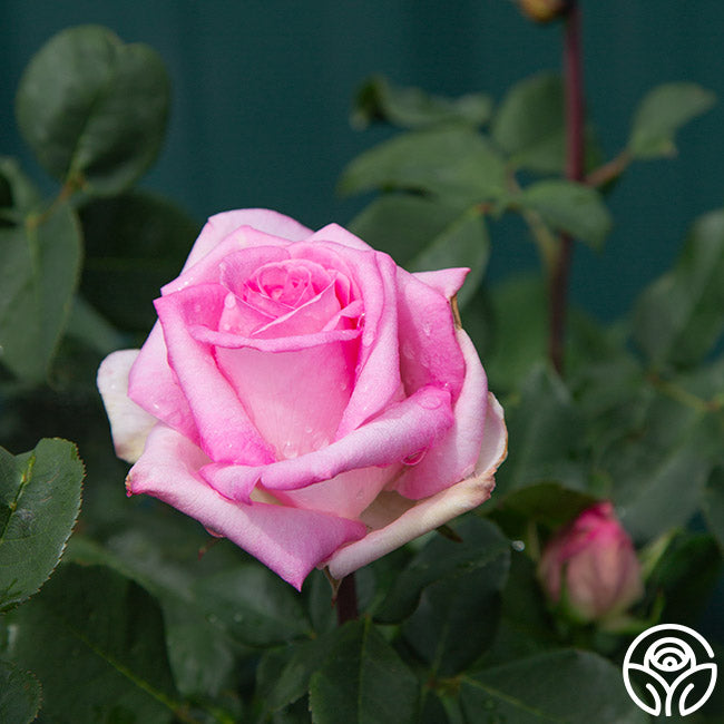 Beverly Rae Rose Eleganza Beverly Hybrid Tea Rose | Heirloom Roses
