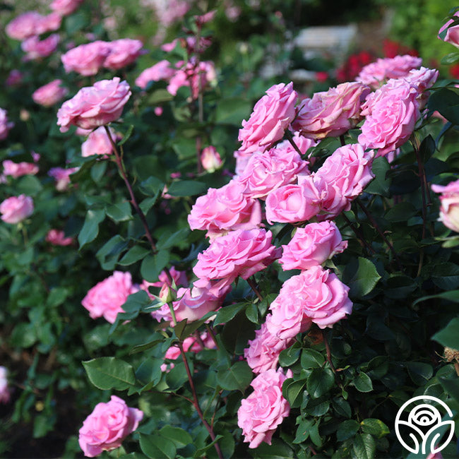 Beverly Rae Rose Beverly Rose - Hybrid Tea - Exceptionally Fragrant – Heirloom Roses