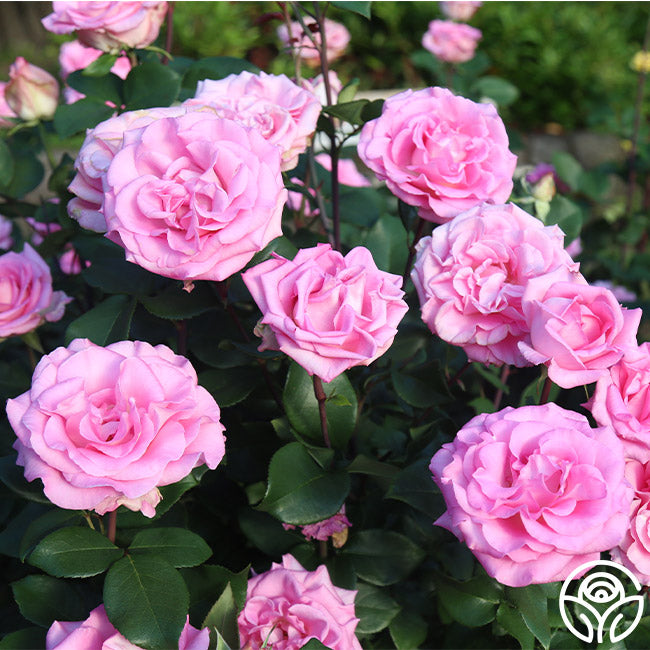 Beverly Rae Rose Beverly Rose - Hybrid Tea - Exceptionally Fragrant – Heirloom Roses