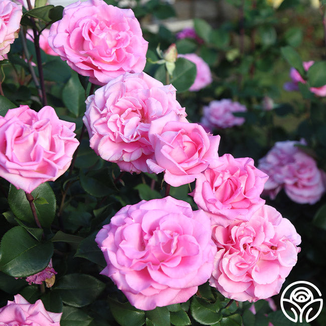 Beverly Rae Rose Beverly Rose - Hybrid Tea - Exceptionally Fragrant – Heirloom Roses