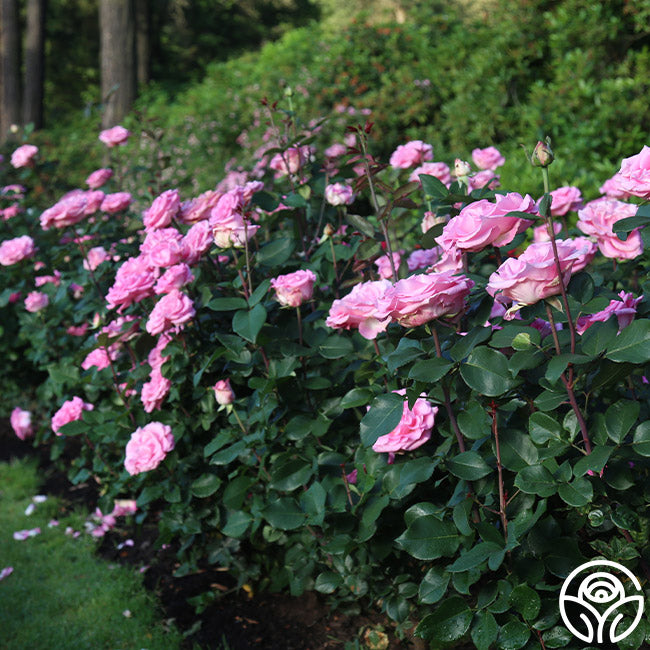 Beverly Rae Rose Beverly Rose - Hybrid Tea - Exceptionally Fragrant – Heirloom Roses
