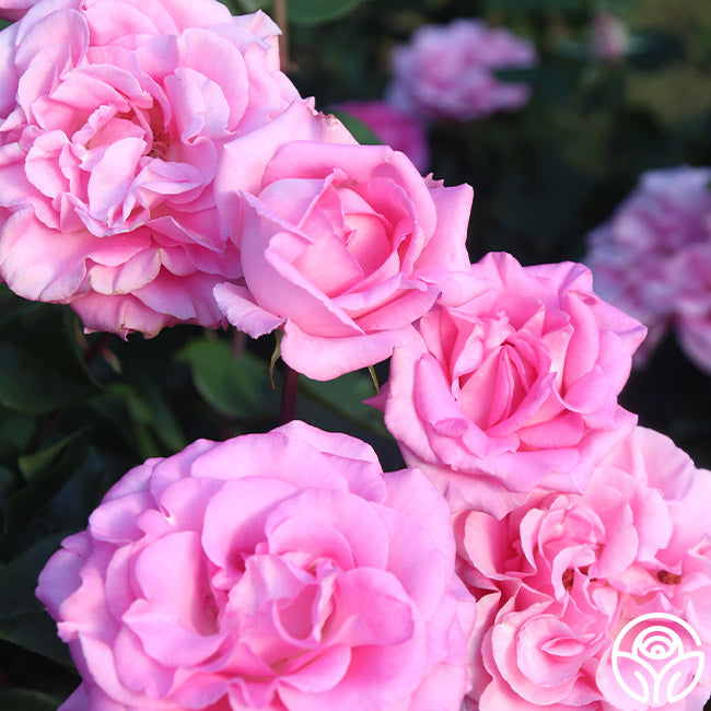 Beverly Rae Rose Beverly Rose - Hybrid Tea - Exceptionally Fragrant – Heirloom Roses