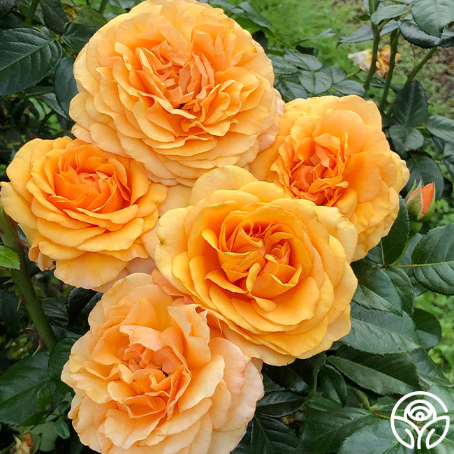 Fabulous Roses Beyond Fabulous! Floribunda Rose | Heirloom