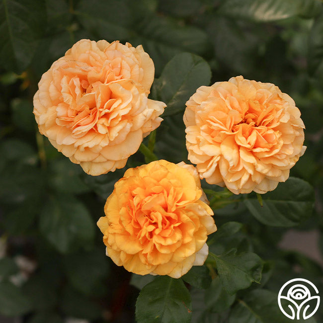 Fabulous Roses Beyond Fabulous! Floribunda Rose | Heirloom