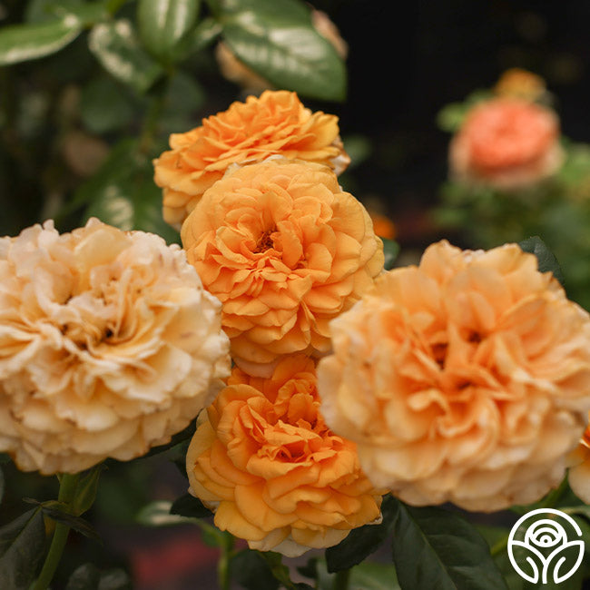 Fabulous Roses Beyond Fabulous! Floribunda Rose | Heirloom