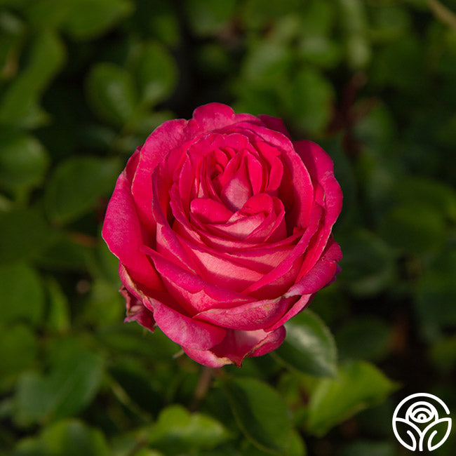 Big Momma Hybrid Tea Rose | Fragrant Rose Plant – Heirloom Roses