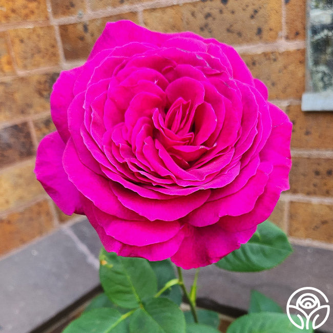 Giant Purple Rose sale Buncake