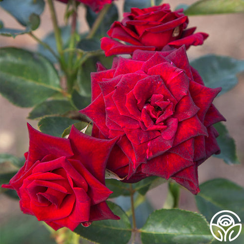 Black Baccara