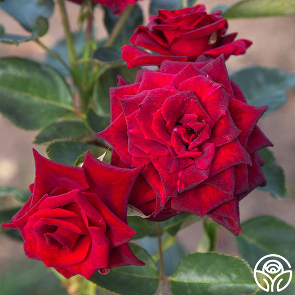 black baccara rose seeds Black Baccara Hybrid Tea Rose