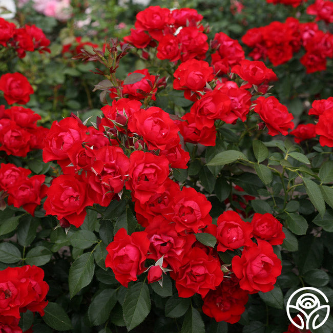 Black Forest Rose®