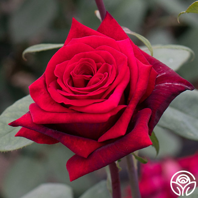Black Lady Hybrid Tea Rose | Fragrant Rose Plant – Heirloom Roses