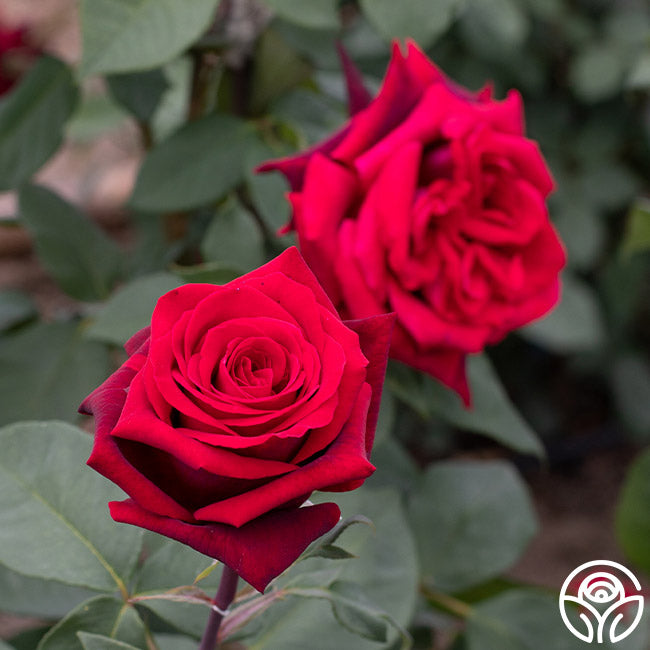 Lady Blake Roses Black Lady Rose - Hybrid Tea - Exceptionally Fragrant – Heirloom Roses