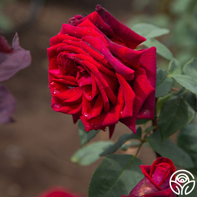 Black Lady Hybrid Tea Rose | Fragrant Rose Plant – Heirloom Roses
