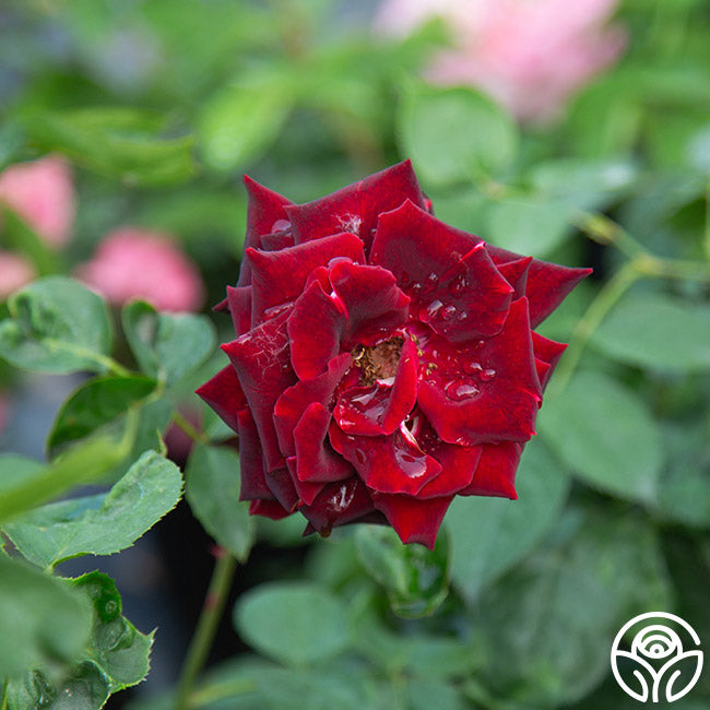 Black Pearl Hybrid Tea Rose | Red Rose Bush – Heirloom Roses