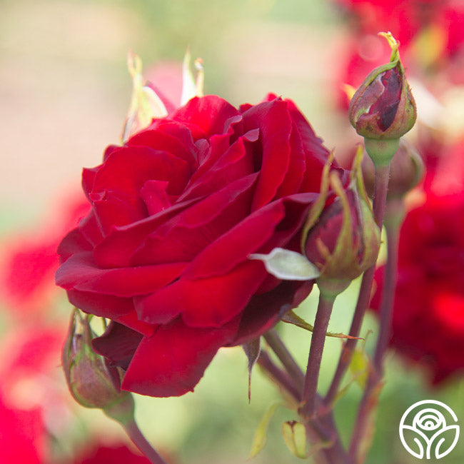 Black Pearl Rose - Hybrid Tea - Lightly Fragrant – Heirloom