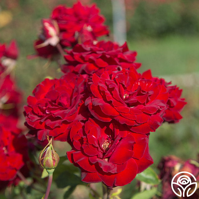 black pearl rose seeds Black Pearl