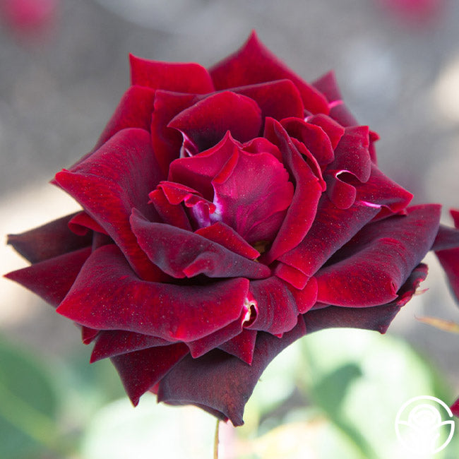 black pearl rose seeds Black Pearl