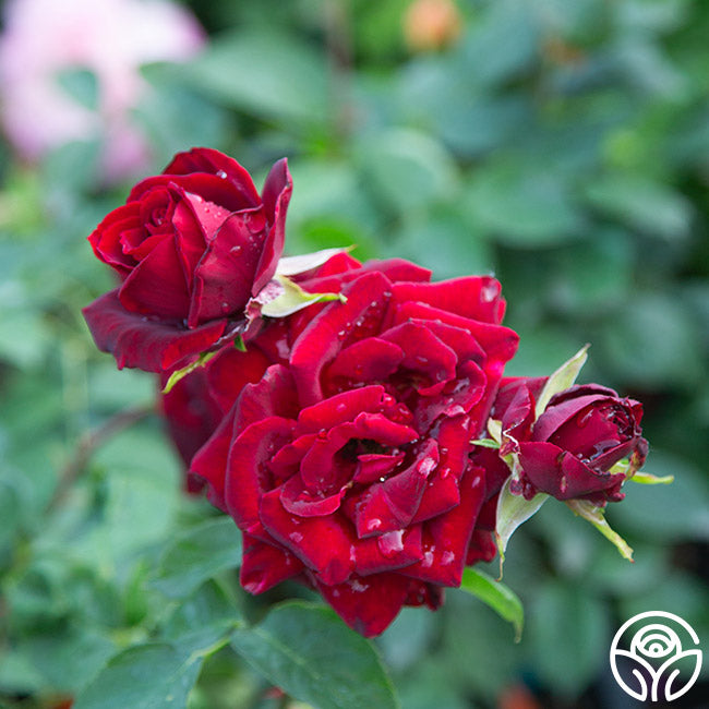 black pearl rose seeds Black Pearl