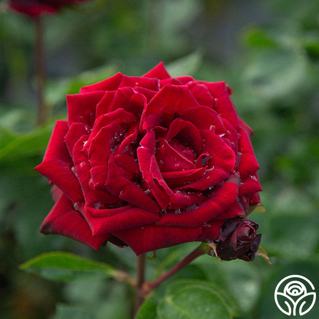 Black Pearl Hybrid Tea Rose | Red Rose Bush – Heirloom Roses