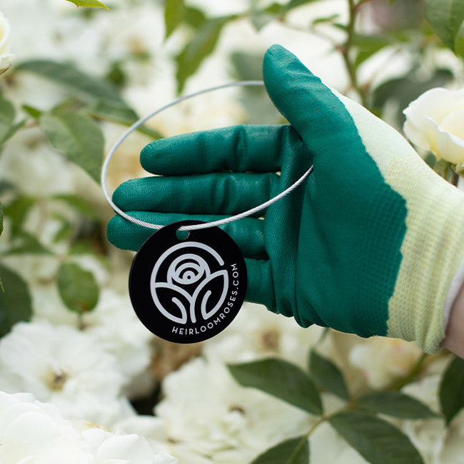 White Pet Tag